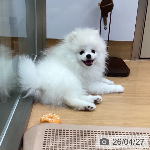 神奈川県のポメラニアン (ペッツワン 横須賀久里浜店/2025年12月30日生まれ/男の子/ホワイト)の子犬の4枚目の画像