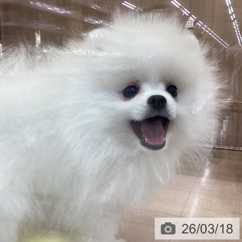 神奈川県のポメラニアン (ペッツワン 横須賀久里浜店/2025年12月30日生まれ/男の子/ホワイト)の子犬の3枚目の画像