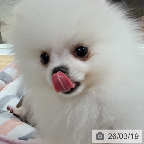 ポメラニアンの写真