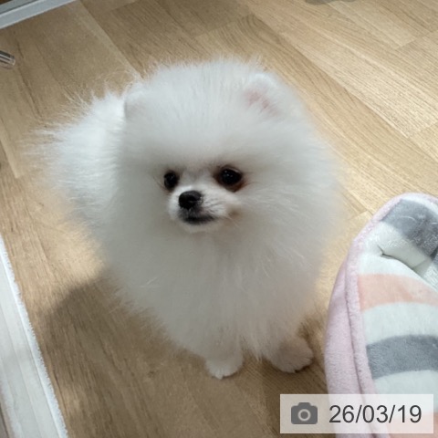 ポメラニアンの写真