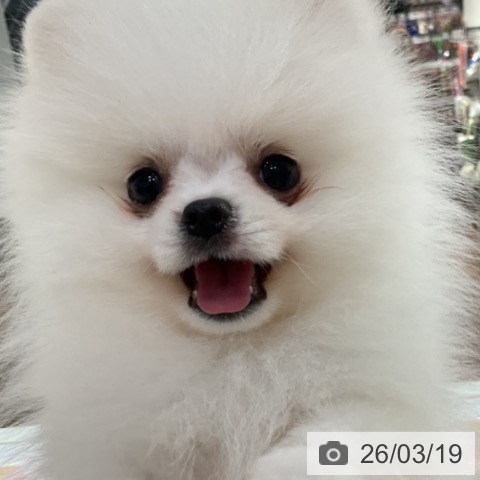 ポメラニアンの写真