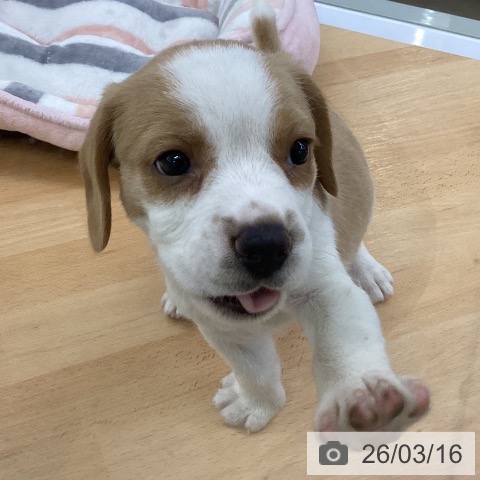 埼玉県のビーグル (ペットプラス 羽生店/2026年1月13日生まれ/女の子/レモンホワイト)の子犬の4枚目の画像
