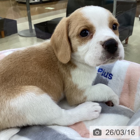 埼玉県のビーグル (ペットプラス 羽生店/2026年1月13日生まれ/女の子/レモンホワイト)の子犬の3枚目の画像