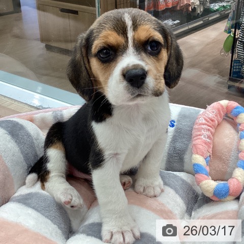 ビーグルの写真