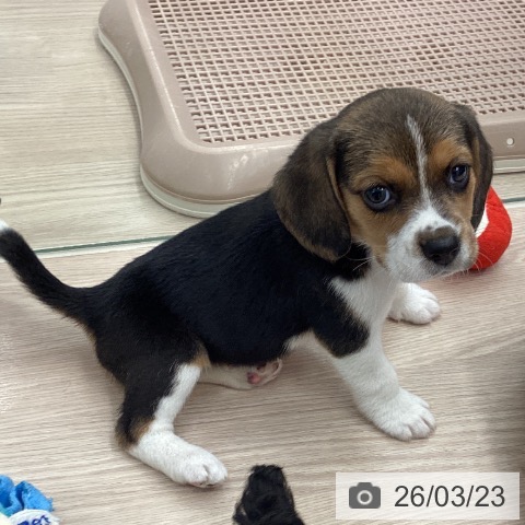 埼玉県のビーグル (ペットプラス 川口店/2026年1月13日生まれ/女の子/ブラックタンホワイト)の子犬の3枚目の画像