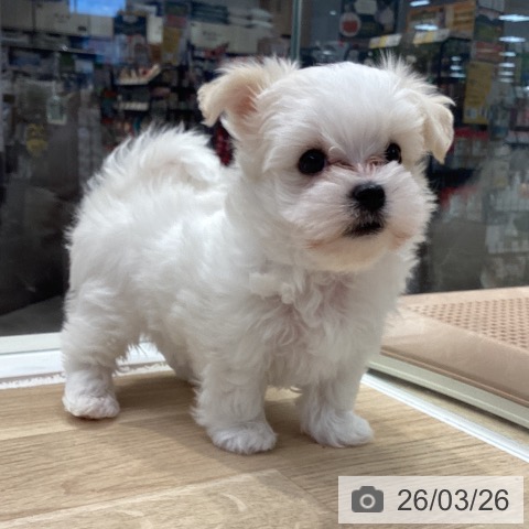 神奈川県のマルチーズ (ペットプラス 座間店/2026年1月14日生まれ/男の子/ホワイト)の子犬の4枚目の画像