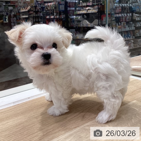 神奈川県のマルチーズ (ペットプラス 座間店/2026年1月14日生まれ/男の子/ホワイト)の子犬の3枚目の画像