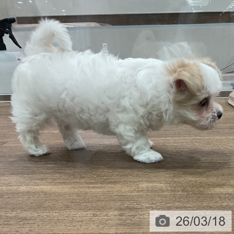 埼玉県のマルチーズ (ペッツワン 吉川美南店/2026年1月14日生まれ/女の子/ホワイト)の子犬の3枚目の画像