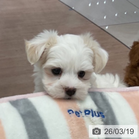群馬県のマルチーズ (ペットプラス イオンモール太田店/2026年1月14日生まれ/女の子/ホワイト)の子犬の4枚目の画像