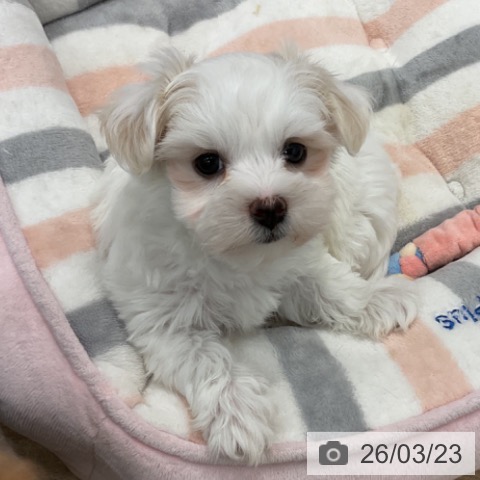 群馬県のマルチーズ (ペットプラス イオンモール太田店/2026年1月14日生まれ/女の子/ホワイト)の子犬の3枚目の画像