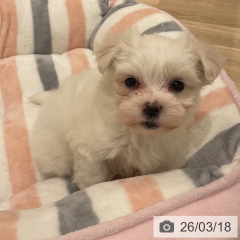 マルチーズの写真