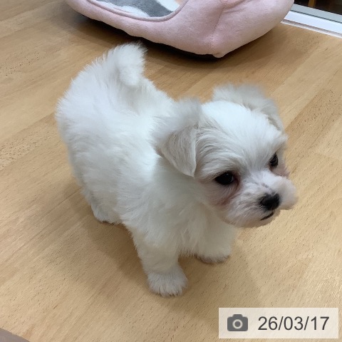 長野県のマルチーズ (ペットプラス 須坂店/2026年1月15日生まれ/女の子/ホワイト)の子犬の4枚目の画像
