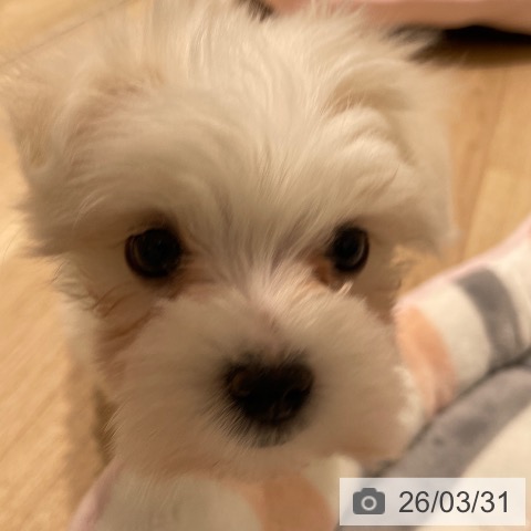 長野県のマルチーズ (ペットプラス 須坂店/2026年1月15日生まれ/女の子/ホワイト)の子犬の3枚目の画像