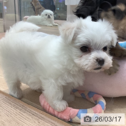 マルチーズの写真