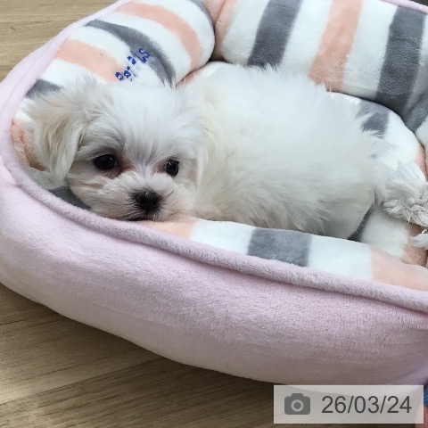 東京都のマルチーズ (ペットプラス 日の出店/2026年1月15日生まれ/女の子/ホワイト)の子犬の4枚目の画像