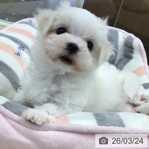 東京都のマルチーズ (ペットプラス 日の出店/2026年1月15日生まれ/女の子/ホワイト)の子犬の3枚目の画像