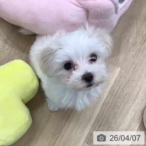 東京都のマルチーズ (ペットプラス 日の出店/2026年1月15日生まれ/女の子/ホワイト)の子犬の3枚目の画像
