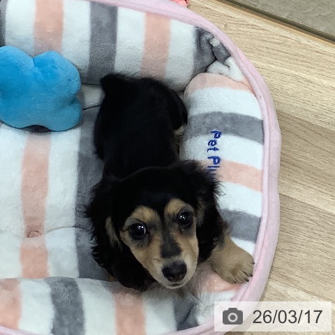 ミニチュア・ダックスフンドの写真