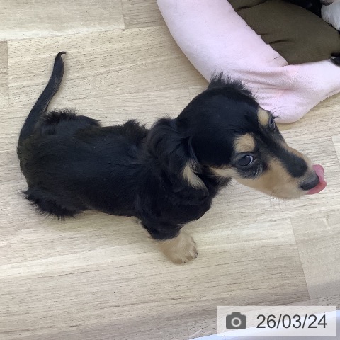 山梨県のミニチュアダックスフンド(ロング) (ペットプラス 甲府昭和店/2026年1月12日生まれ/女の子/ブラックタン)の子犬の3枚目の画像