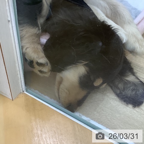 山梨県のミニチュアダックスフンド(ロング) (ペットプラス 甲府昭和店/2026年1月12日生まれ/女の子/ブラックタン)の子犬の3枚目の画像