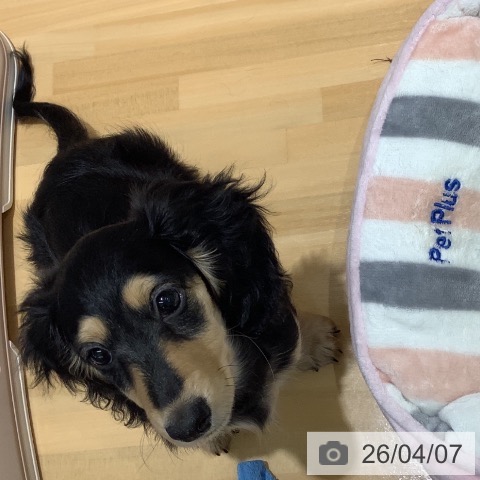 山梨県のミニチュアダックスフンド(ロング) (ペットプラス 甲府昭和店/2026年1月12日生まれ/女の子/ブラックタン)の子犬の3枚目の画像