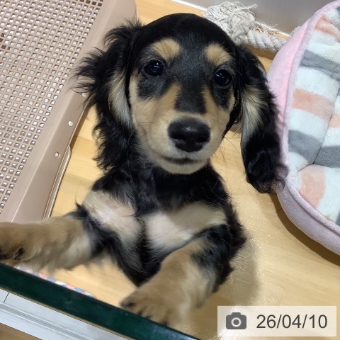 山梨県のミニチュアダックスフンド(ロング) (ペットプラス 甲府昭和店/2026年1月12日生まれ/女の子/ブラックタン)の子犬の3枚目の画像