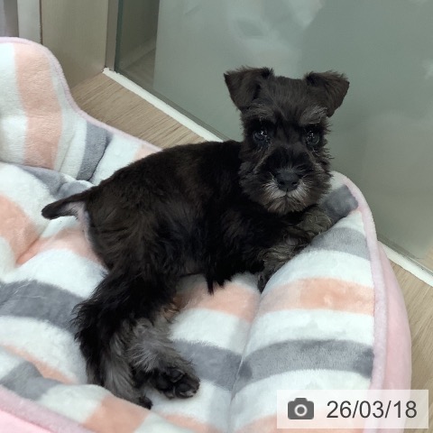 神奈川県のミニチュアシュナウザー (ペットプラス 新百合丘店/2026年1月13日生まれ/男の子/ブラックシルバー)の子犬の4枚目の画像