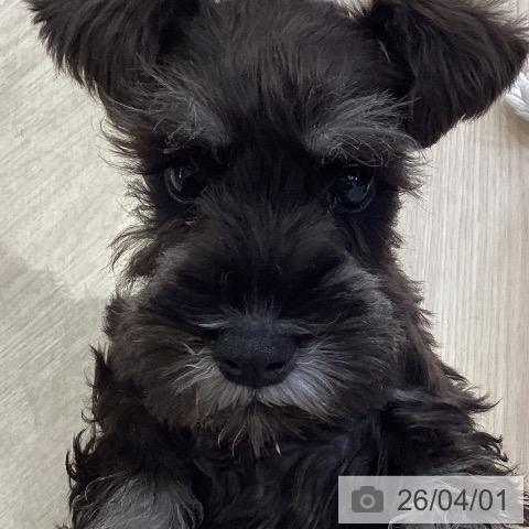 神奈川県のミニチュアシュナウザー (ペットプラス 新百合丘店/2026年1月13日生まれ/男の子/ブラックシルバー)の子犬の3枚目の画像