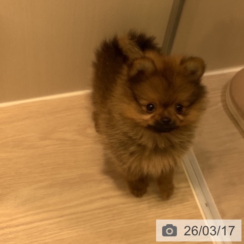 ポメラニアンの写真
