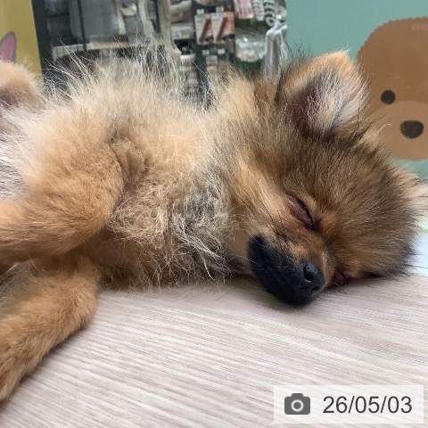 ポメラニアンの写真