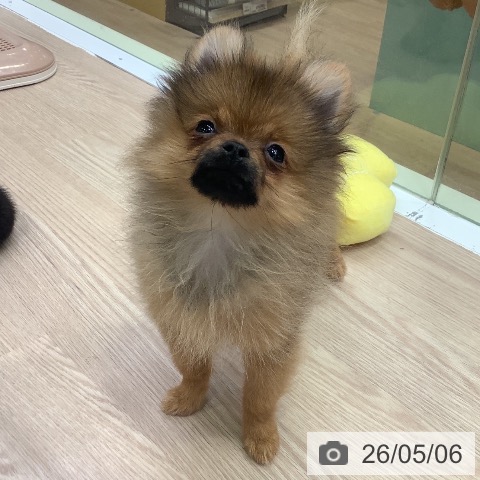 ポメラニアンの写真