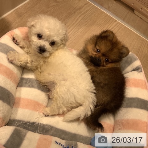 ポメラニアンの写真