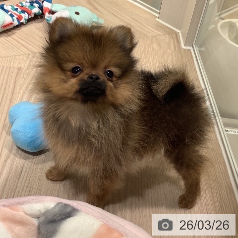 神奈川県のポメラニアン (ペットプラス 新百合丘店/2026年1月9日生まれ/女の子/オレンジセーブル)の子犬の4枚目の画像