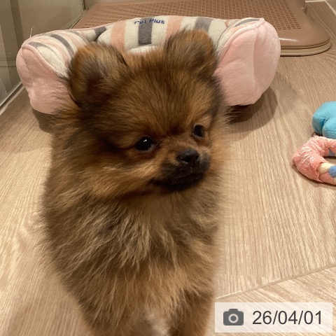 神奈川県のポメラニアン (ペットプラス 新百合丘店/2026年1月9日生まれ/女の子/オレンジセーブル)の子犬の3枚目の画像