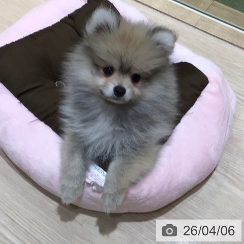 神奈川県のポメラニアン (ペットプラス 川崎ルフロン店/2026年1月12日生まれ/男の子/オレンジセーブル)の子犬の4枚目の画像