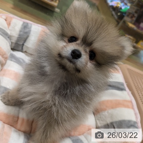 神奈川県のポメラニアン (ペットプラス 川崎ルフロン店/2026年1月12日生まれ/男の子/オレンジセーブル)の子犬の3枚目の画像