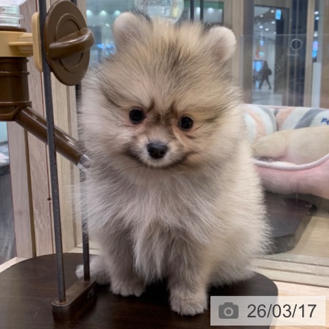ポメラニアンの写真