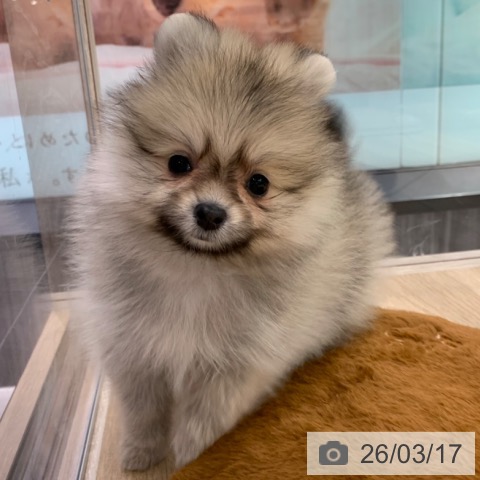 ポメラニアンの写真