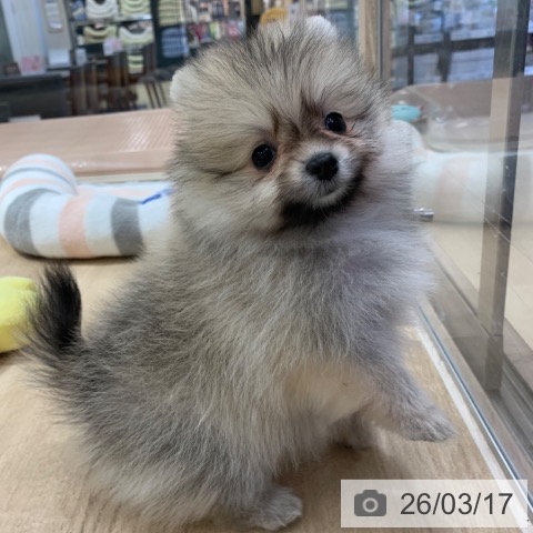 ポメラニアンの写真