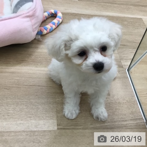 ビション・フリーゼの写真