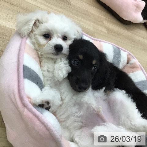 ビション・フリーゼの写真