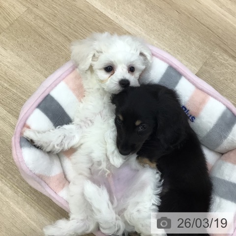 ビション・フリーゼの写真