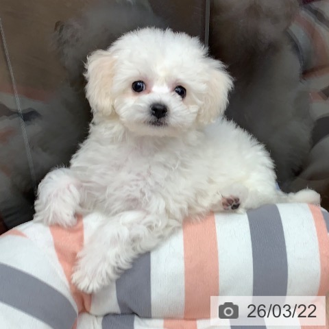 千葉県のビションフリーゼ (ペットプラス 幕張新都心店/2026年1月15日生まれ/女の子/ホワイト)の子犬の3枚目の画像