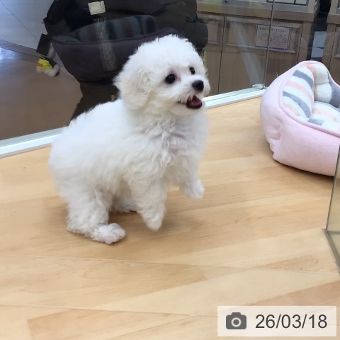 ビション・フリーゼの写真