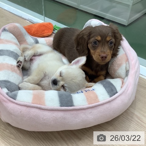 埼玉県のカニンヘンダックスフンド(ロング) (ペットプラス 上尾店/2026年1月14日生まれ/女の子/チョコレートタン)の子犬の4枚目の画像
