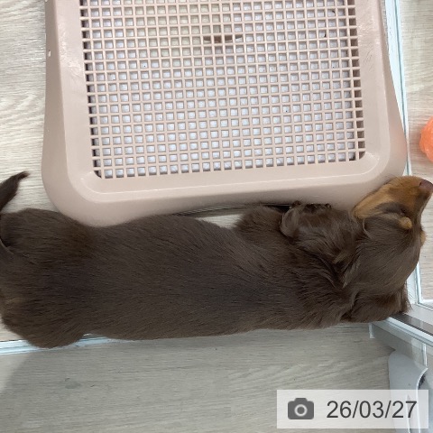 埼玉県のカニンヘンダックスフンド(ロング) (ペットプラス 上尾店/2026年1月14日生まれ/女の子/チョコレートタン)の子犬の3枚目の画像