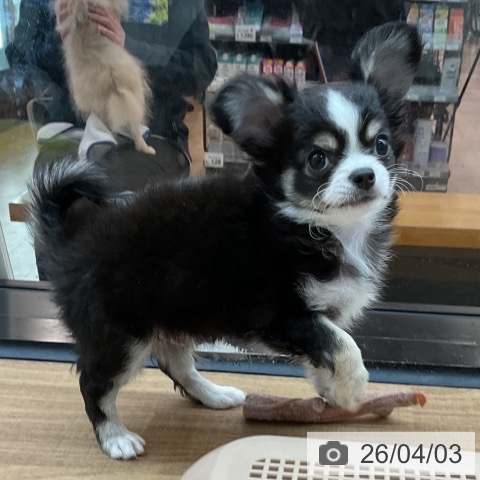 東京都のチワワ(ロング) (ペッツワン 青梅インター店/2026年1月15日生まれ/男の子/ブラックタンホワイト)の子犬の4枚目の画像