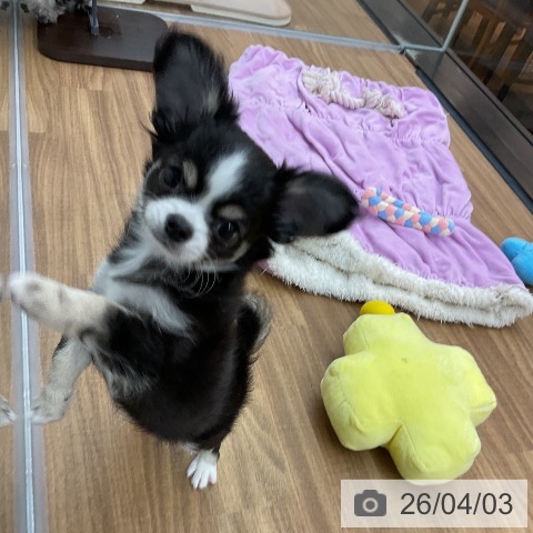 東京都のチワワ(ロング) (ペッツワン 青梅インター店/2026年1月15日生まれ/男の子/ブラックタンホワイト)の子犬の3枚目の画像