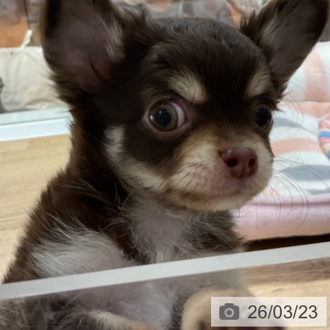 神奈川県のチワワ(ロング) (ペットプラス 湘南平塚店/2026年1月15日生まれ/男の子/チョコレートタンホワイト)の子犬の3枚目の画像