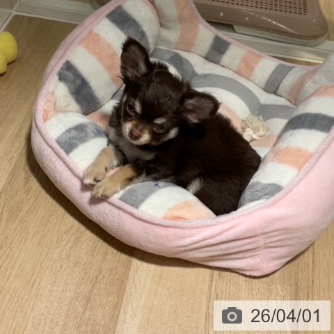 神奈川県のチワワ(ロング) (ペットプラス 湘南平塚店/2026年1月15日生まれ/男の子/チョコレートタンホワイト)の子犬の3枚目の画像